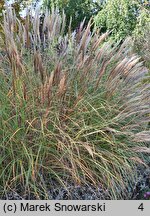 Miscanthus sinensis Beauty Queen