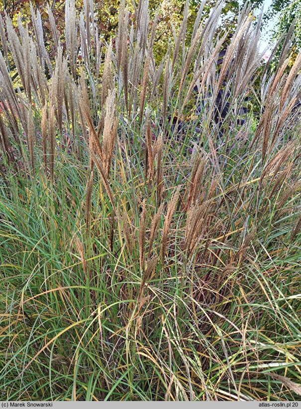 Miscanthus sinensis Beauty Queen