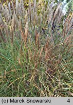 Miscanthus sinensis Beauty Queen