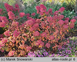 Hydrangea paniculata Diamant Rouge