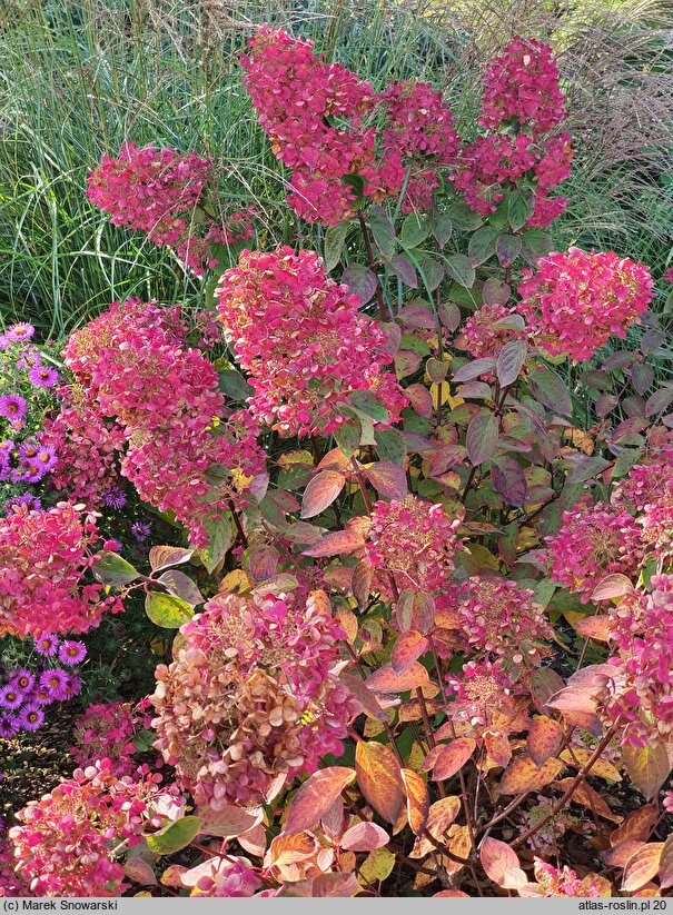 Hydrangea paniculata Diamant Rouge