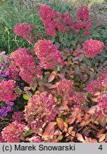 Hydrangea paniculata Diamant Rouge