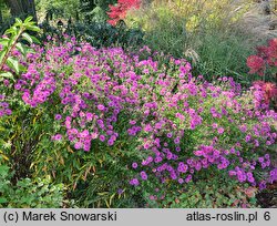 Symphyotrichum novae-angliae Cardinal Tarcisio Bertone