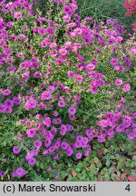 Symphyotrichum novae-angliae Cardinal Tarcisio Bertone