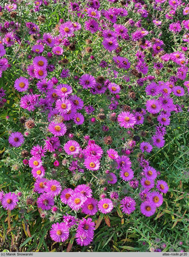 Symphyotrichum novae-angliae Cardinal Tarcisio Bertone