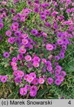 Symphyotrichum novae-angliae Cardinal Tarcisio Bertone