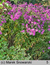 Symphyotrichum novae-angliae Cardinal Tarcisio Bertone