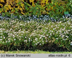 Symphyotrichum dumosum Apollo