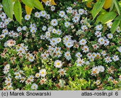 Symphyotrichum dumosum Apollo