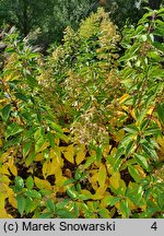 Hydrangea paniculata Prim'White