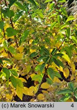 Hydrangea paniculata Prim'White