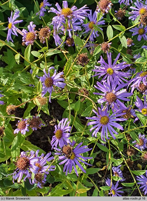 Aster ×frikartii (aster Frikarta)