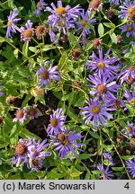 Aster ×frikartii (aster Frikarta)