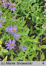 Aster ×frikartii (aster Frikarta)