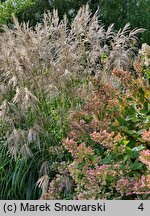 Miscanthus sinensis Verneigung