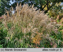 Miscanthus sinensis Verneigung