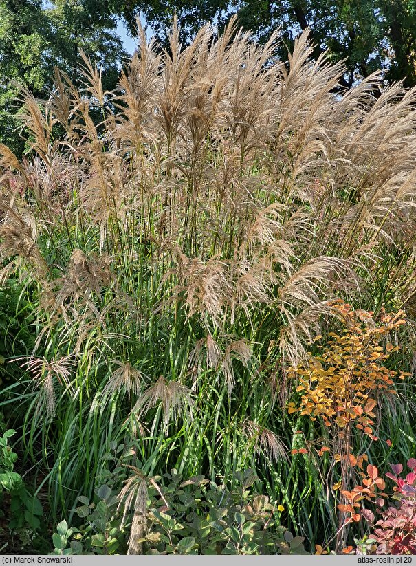 Miscanthus sinensis Verneigung