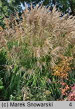 Miscanthus sinensis Verneigung