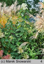 Hydrangea paniculata Le Vasterival