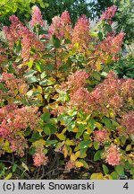 Hydrangea paniculata Everest