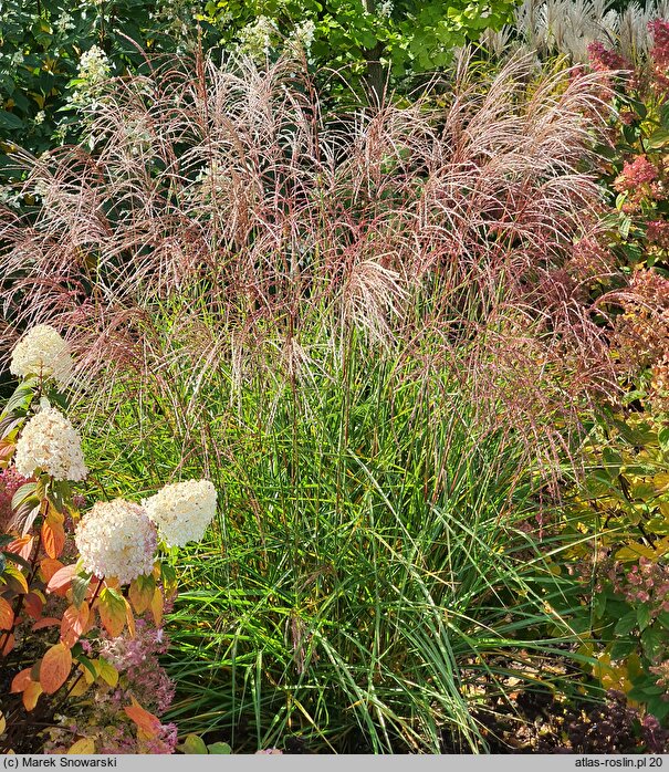 Miscanthus sinensis Anco