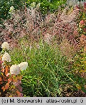 Miscanthus sinensis Anco