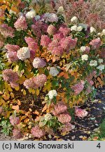 Hydrangea paniculata Bobo