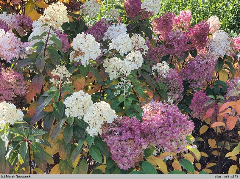 Hydrangea paniculata Bobo