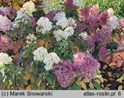 Hydrangea paniculata Bobo