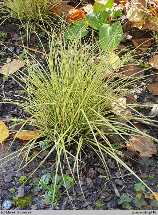 Carex brunnea Jenneke