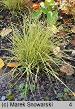 Carex brunnea Jenneke