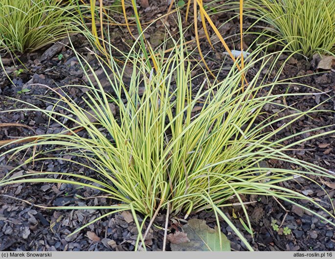 Carex brunnea Jenneke