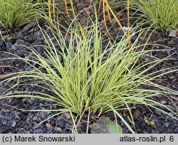 Carex brunnea Jenneke