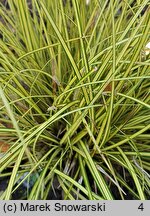 Carex brunnea Jenneke