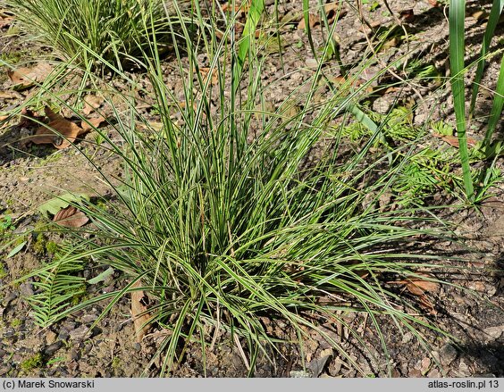 Carex brunnea Variegata