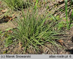 Carex brunnea Variegata