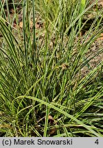 Carex brunnea Variegata