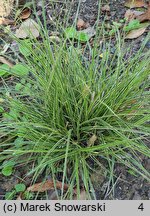 Carex brunnea Variegata