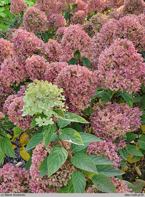 Hydrangea paniculata Little Lime