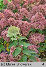 Hydrangea paniculata Little Lime