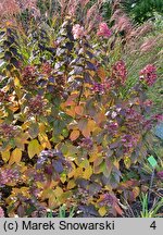 Hydrangea paniculata Magical Flame