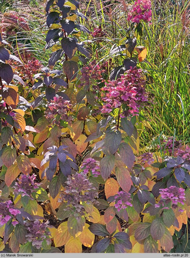 Hydrangea paniculata Magical Flame