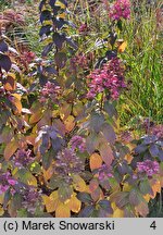 Hydrangea paniculata Magical Flame