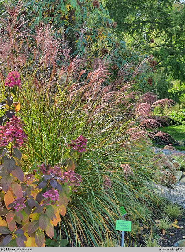 Miscanthus sinensis Beth Chatto