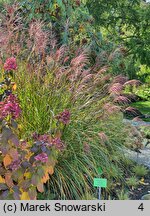 Miscanthus sinensis Beth Chatto