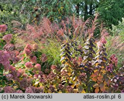 Miscanthus sinensis Beth Chatto