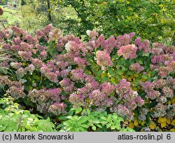 Hydrangea paniculata Silver Dollar