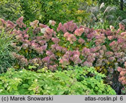 Hydrangea paniculata Silver Dollar