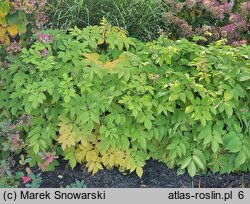 Aralia cordata Sun King