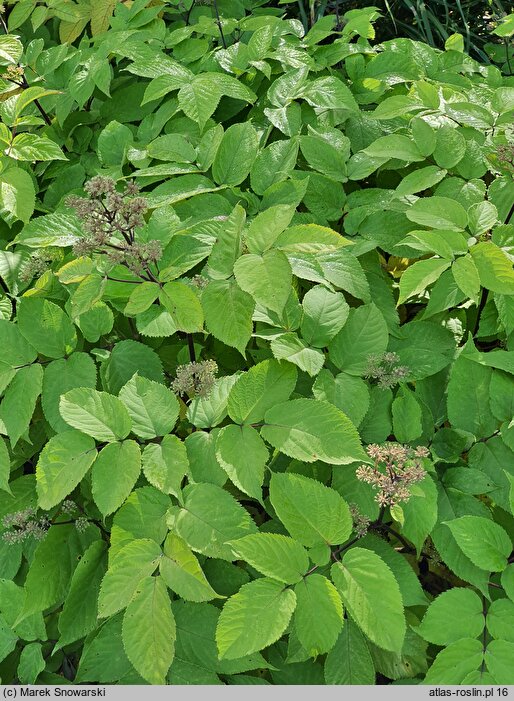 Aralia cordata Sun King